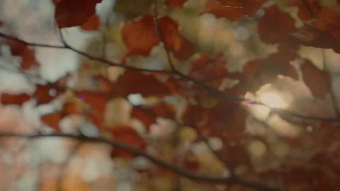 The camera slides along the tree branch. Video stock 253501827