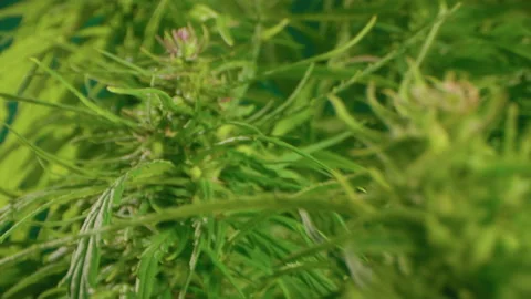 Camera slides between Ganja Flowers CBD oil Stock Footage 143453367