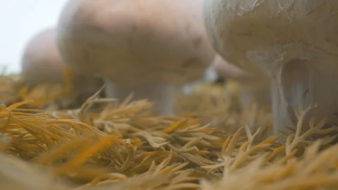 The camera slides between the mushrooms Stock Footage 118135404