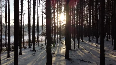 Camera slides between pine tree trunks Stock Footage 145259551