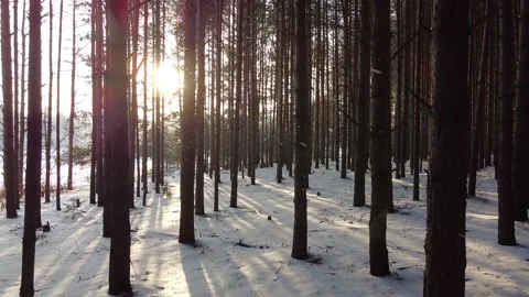 Camera slides between pine tree trunks Stock Footage 145259556