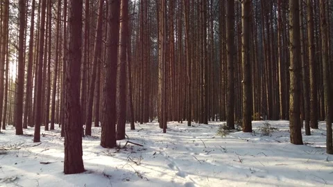 Camera slides between pine tree trunks Stock Footage 145259572