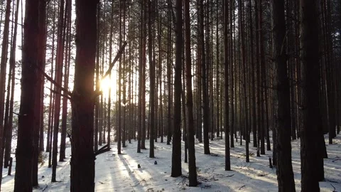 Camera slides between pine tree trunks Stock Footage 145259583