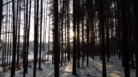 Camera slides between pine tree trunks 스톡 동영상 145259596