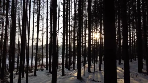 Camera slides between pine tree trunks Stock Footage 145259600