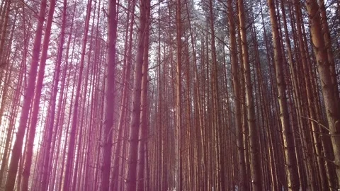 Camera slides between pine tree trunks Stock Footage 145259616