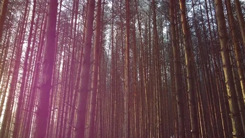 Camera slides between pine tree trunks Stock Footage 145259636