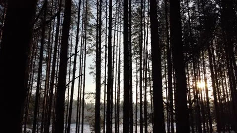 Camera slides between pine tree trunks Stock Footage 145259664