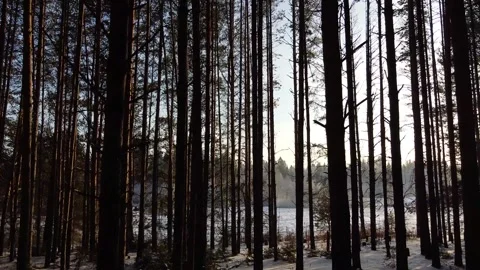 Camera slides between pine tree trunks Stock Footage 145259667