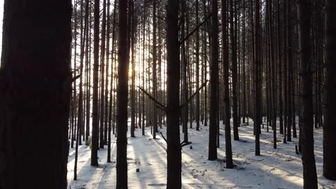 Camera slides between pine tree trunks Stock Footage 145259675