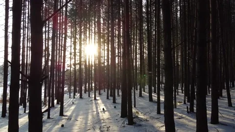 Camera slides between pine tree trunks Stock Footage 145259689