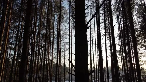 Camera slides between pine tree trunks Stock Footage 145259710