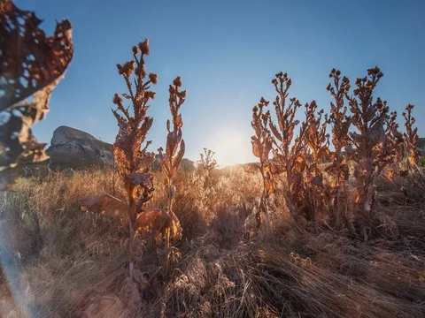 The camera slides between the plants overlooking the beautiful dawn. 動画素材 80954996