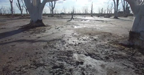 Camera slides fast near the sand floor on a beach with dead trees. Stockbeeldmateriaal 56038516