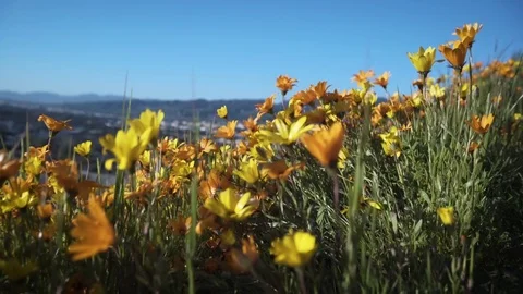Camera Slides into Flowers Video stock 75767138