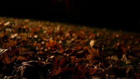 Camera slides over dried autumn leaves on the grass at night ALT Vidéo 82524376