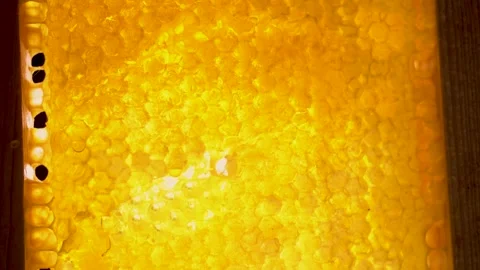 Camera slides over on empty wax honeycombs. Close up of honeycomb frame with Stock Footage 252526741