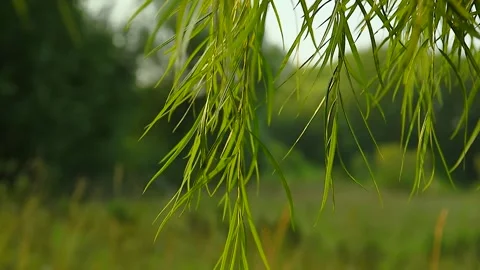 The camera slides past the thin hanging leaves of the tree. Stock Footage 137098219