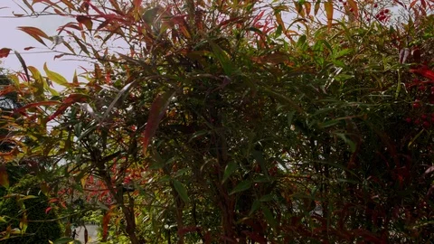 Camera slides to reveal the Eiffel Tower Stock Footage 114556982