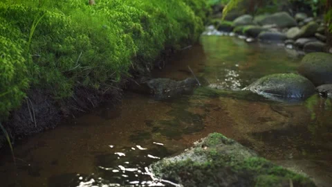 Camera slides slowly over small forest river stream, wet stones on shore co.. Stock Footage 278821674