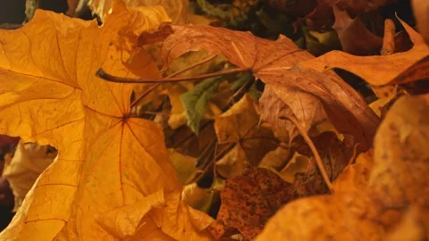 Camera slides through a canopy of fallen leaves, close-up on their orange, .. Video stock 256000842