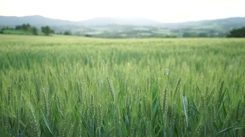 Camera slide:wheat field Stock Footage 50037830
