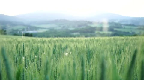 Camera slide:wheat field 스톡 동영상 50037935
