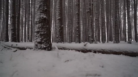 Camera sliding along fallen tree covered in snow in forest of tall pines Video stock 60859847
