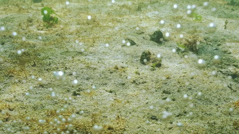 Camera sliding forward along sandy bottom and raising gas bubbles silvering in Stock Footage 339370121