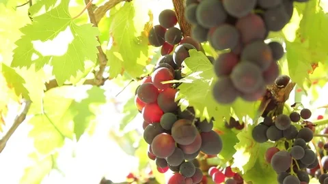 Camera sliding through grapes in a vineyard Stock Footage 72264813