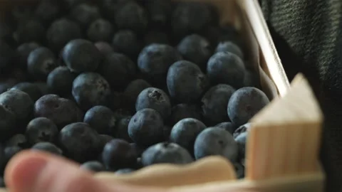 Camera sliding from worker hand to fresh ripe blueberries texture inside wo.. Stock-Footage 336807496