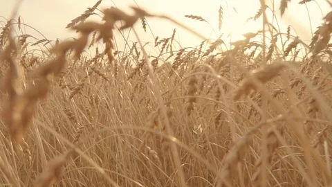 Camera slow moving through golden wheat field. Ripe wheat ears. Harvesting Stock Footage 80157715