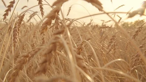 Camera slow moving through sunlit ripe wheat field. Golden wheat ears. Slowmo Stock Footage 80157167