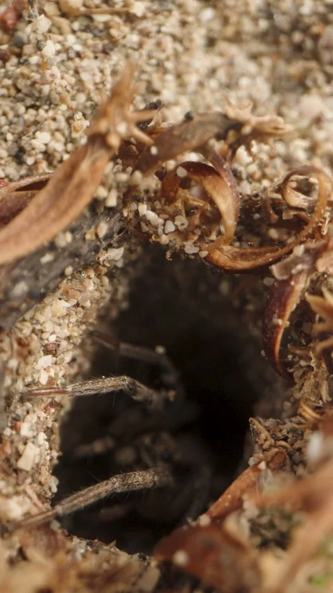 The camera slowly approaches the burrow in the sand, and suddenly, a spider rush Video stock 244674271