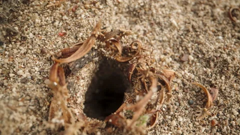The camera slowly approaches the burrow in the sand, and suddenly, a spider rush Video stock 244674481