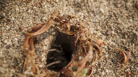 The camera slowly approaches the burrow in the sand, and suddenly, a spider rush Video stock 244695123