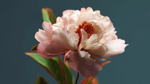 Camera slowly circles a beautiful pale pink peony flower Video stock 315554889