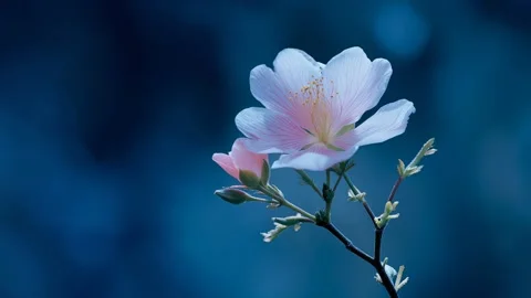 Camera slowly circles a beautiful white flower against blue background Stock Footage 315554893