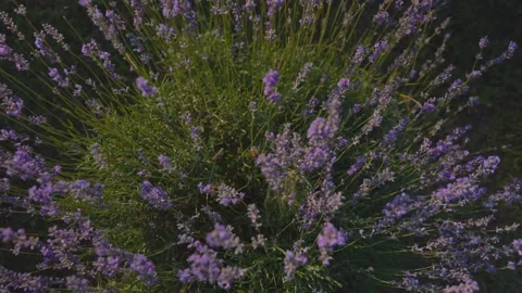 Camera slowly descends from top to bottom onto a lavender bush with bees Stock Footage 278218012