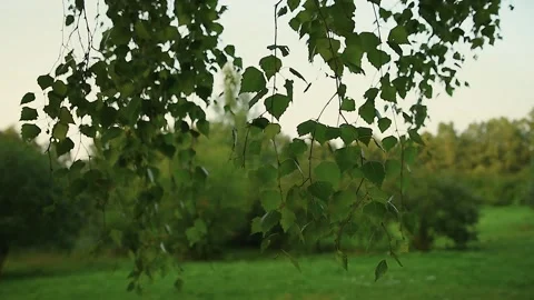 The camera slowly glides past the drooping birch leaves Stock Footage 137097124