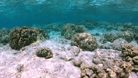 Camera slowly meanders through coral reef and a group of coral reef fish 4K 스톡 동영상 98431998