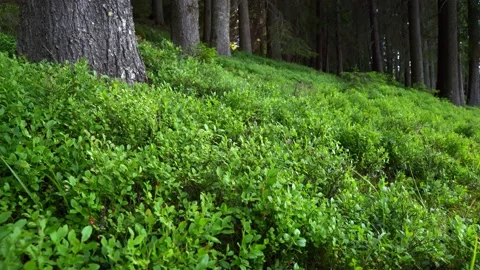 Camera slowly moves above forest floor covered with grass Stock Footage 203200892