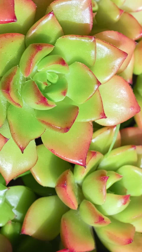 Camera slowly moves across vibrant green succulents 스톡 동영상 328147004