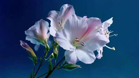 Camera slowly moves around a beautiful bouquet of white lilies against Video stock 315554887