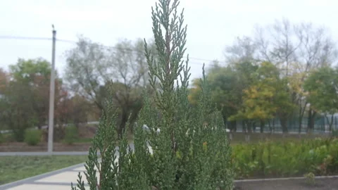Camera slowly moves around the coniferous plant Stock Footage 143030608