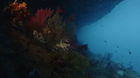 Camera slowly moves forward and approaches corals growing under the limestone Stock Footage 346632555