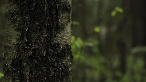 Camera slowly moves with male hand gently touching a tree trunk. Stock Footage 128564490
