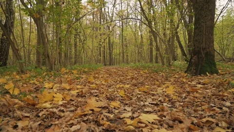 The camera slowly moves over the fallen leaves in the autumn forest Stock Footage 141149124
