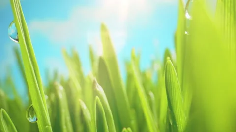 The Camera Slowly Moves Through the Leaves of Lush Green Grass Stock Footage 280747289