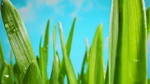 The Camera Slowly Moves Through the Leaves of Lush Green Grass Early in the Video stock 305373157